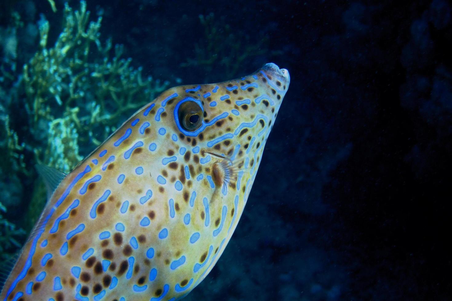 aiguiser le poisson en egypte photo