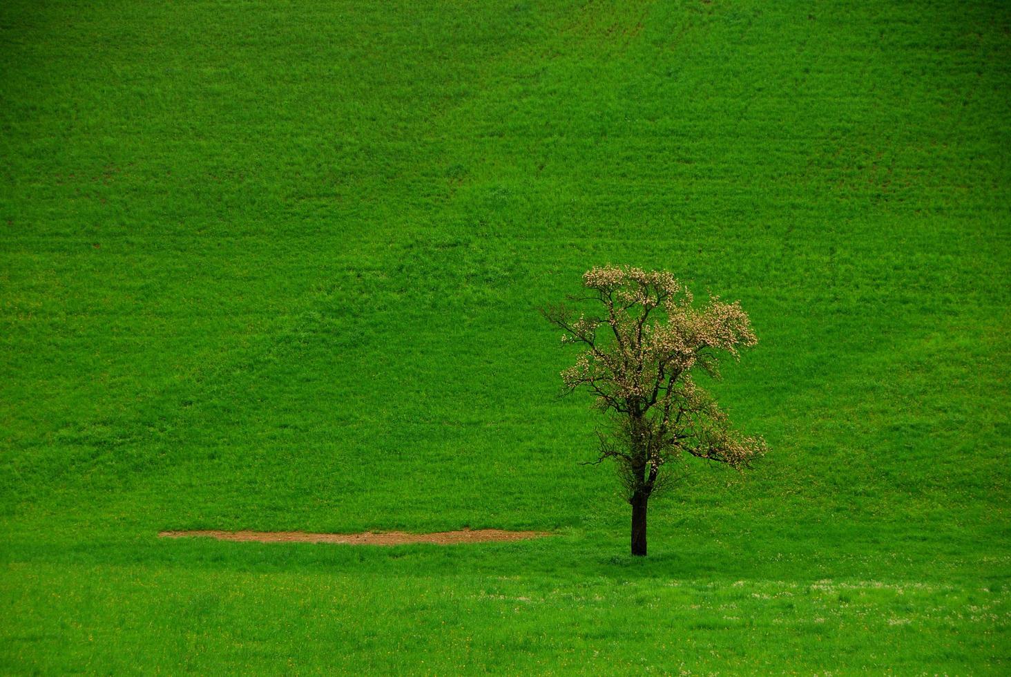 arbre sur un pré vert photo