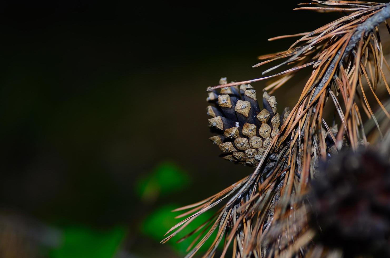 pomme de pin sur les aiguilles photo