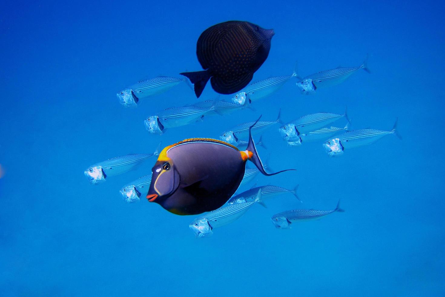 poisson dans la mer bleue photo