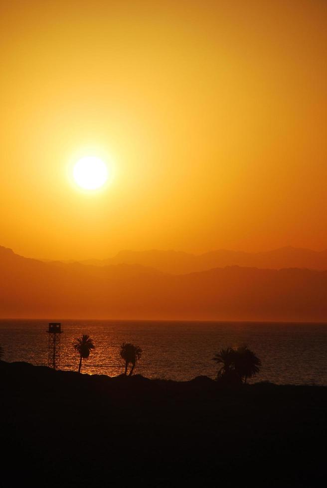 portrait de palmier au lever du soleil photo