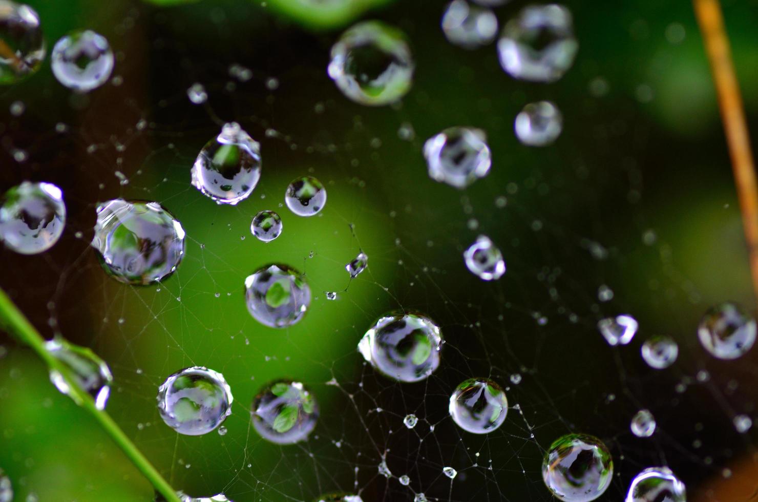 gouttes de pluie sur toile d'araignée en forêt photo