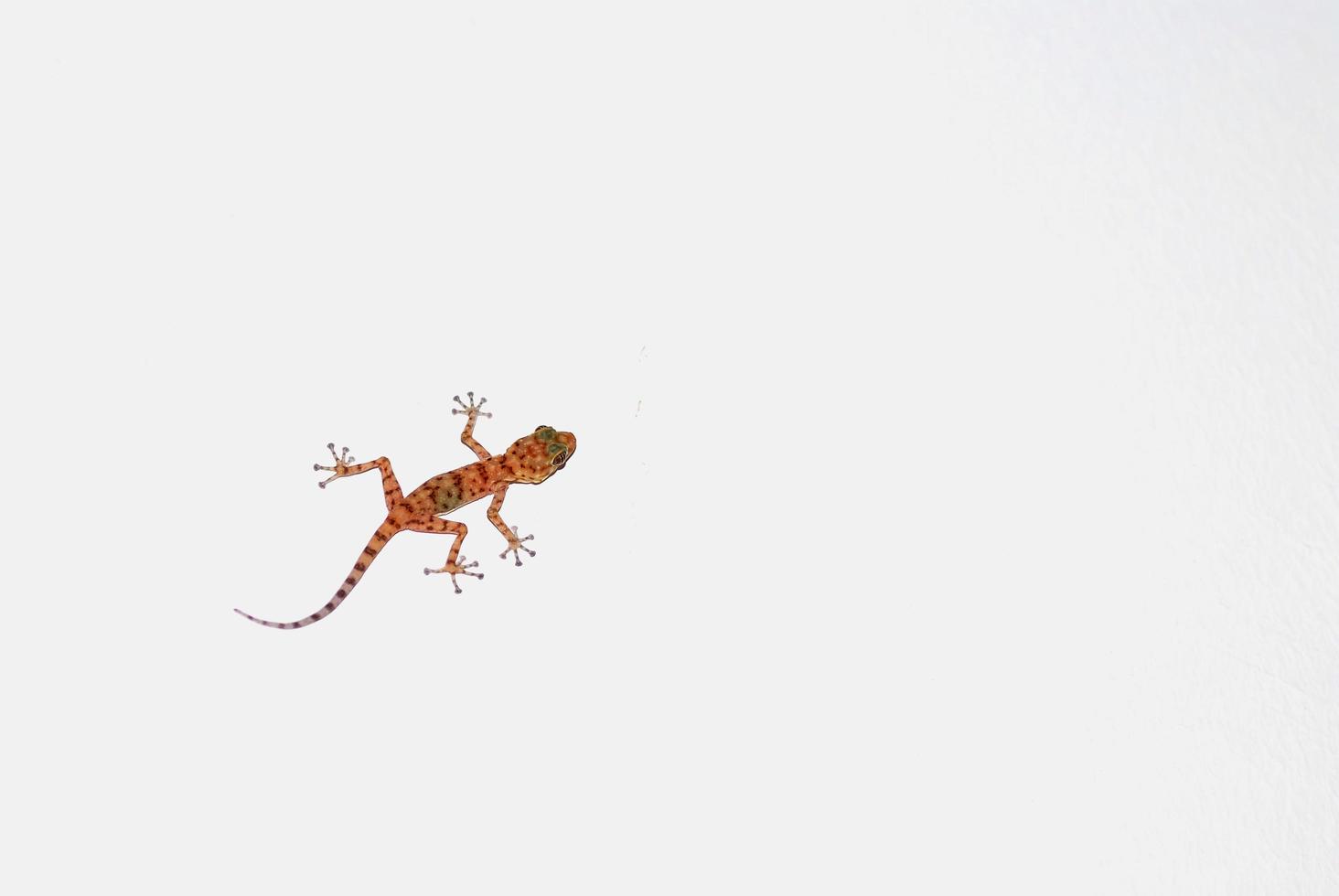 gecko grimpe sur un mur blanc dans le voyage photo