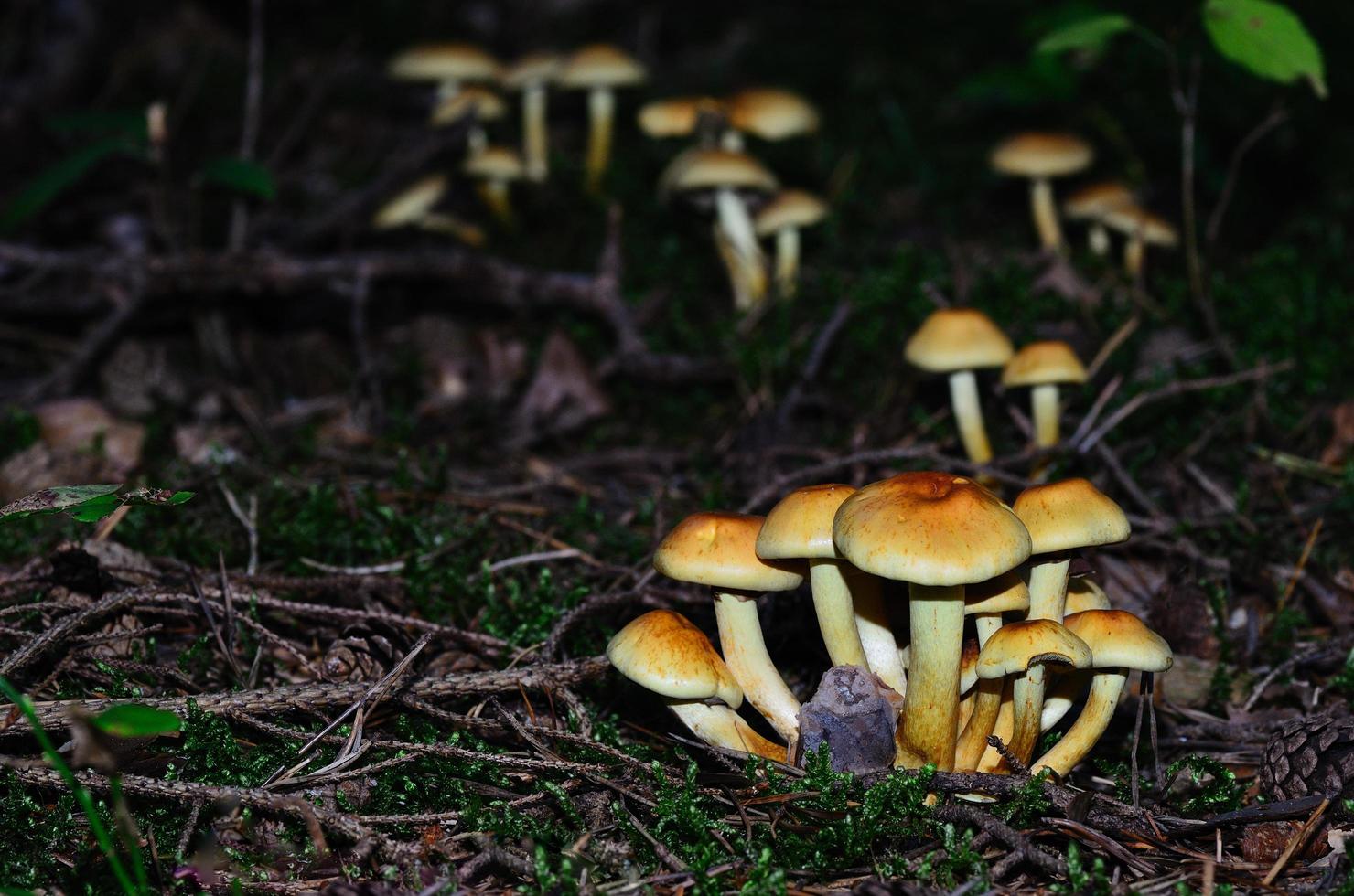 beaucoup de petits champignons bruns photo