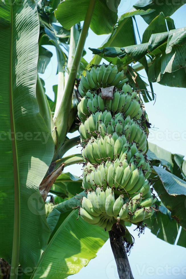 Vue grand angle tas de banane verte sur l'arbre photo