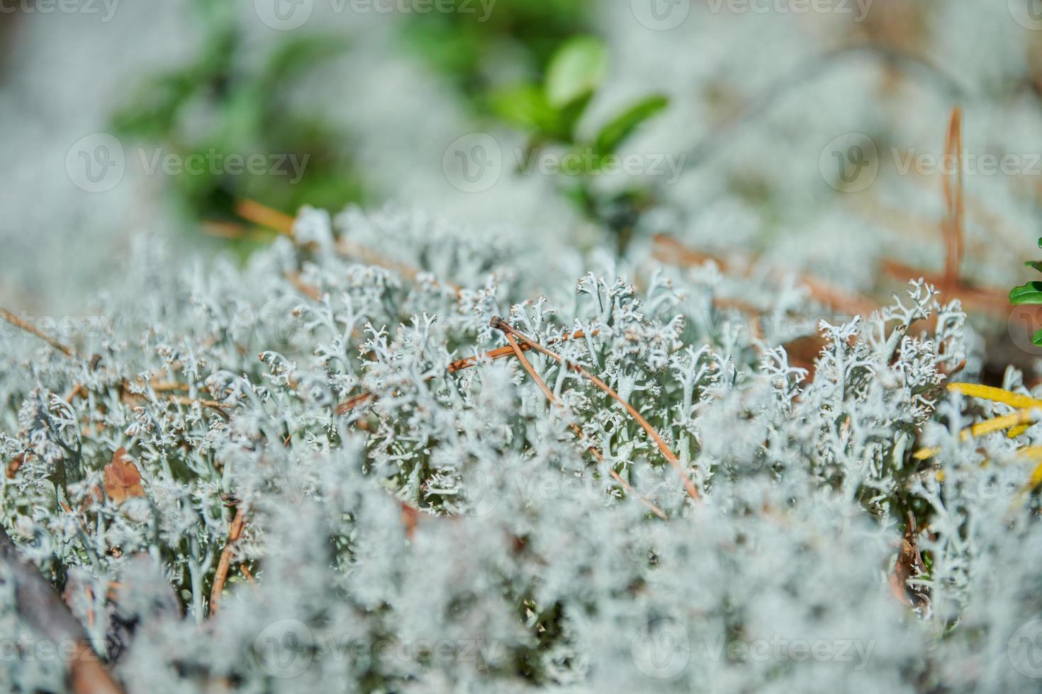 lichen mousse cladonia rangiferina. lichen gris des rennes. belle mousse de forêt de couleur claire poussant dans les climats chauds et froids. cerf, mousse de caribou. photo