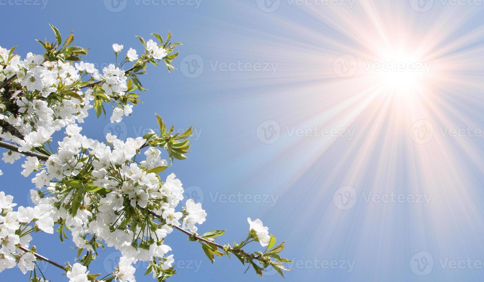 belle branche d'arbre en fleurs au printemps. photo