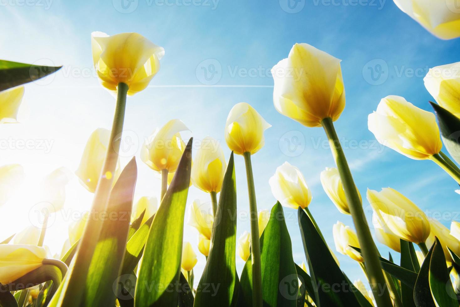 tulipes jaunes au soleil contre photo