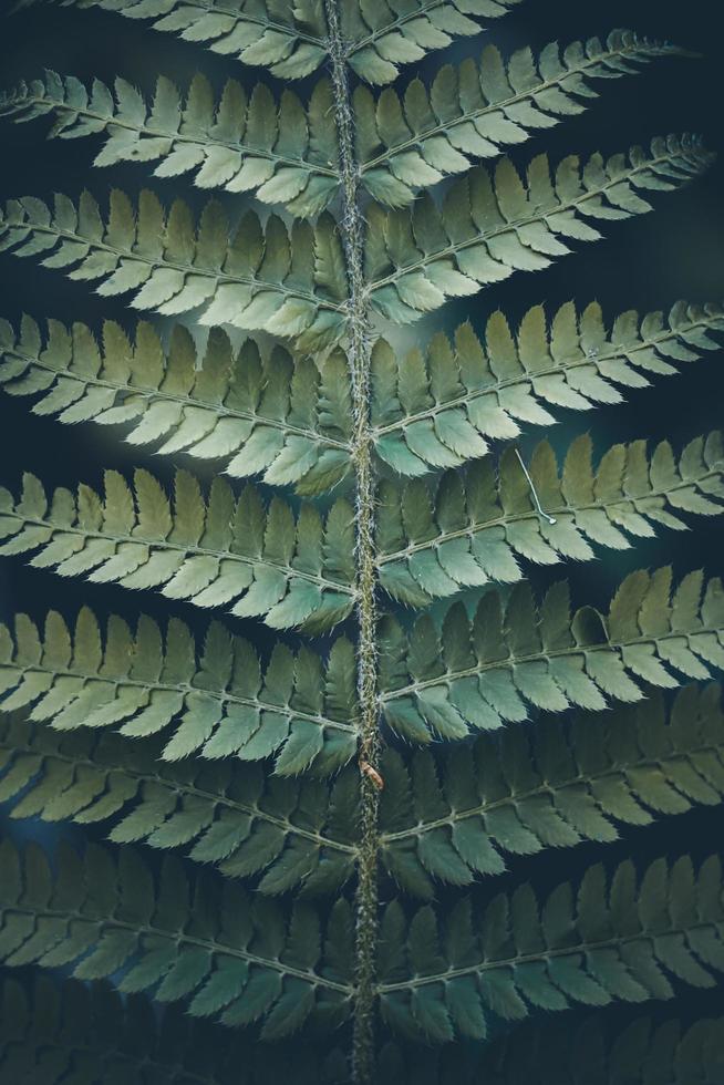 feuille de fougère verte dans la nature au printemps photo