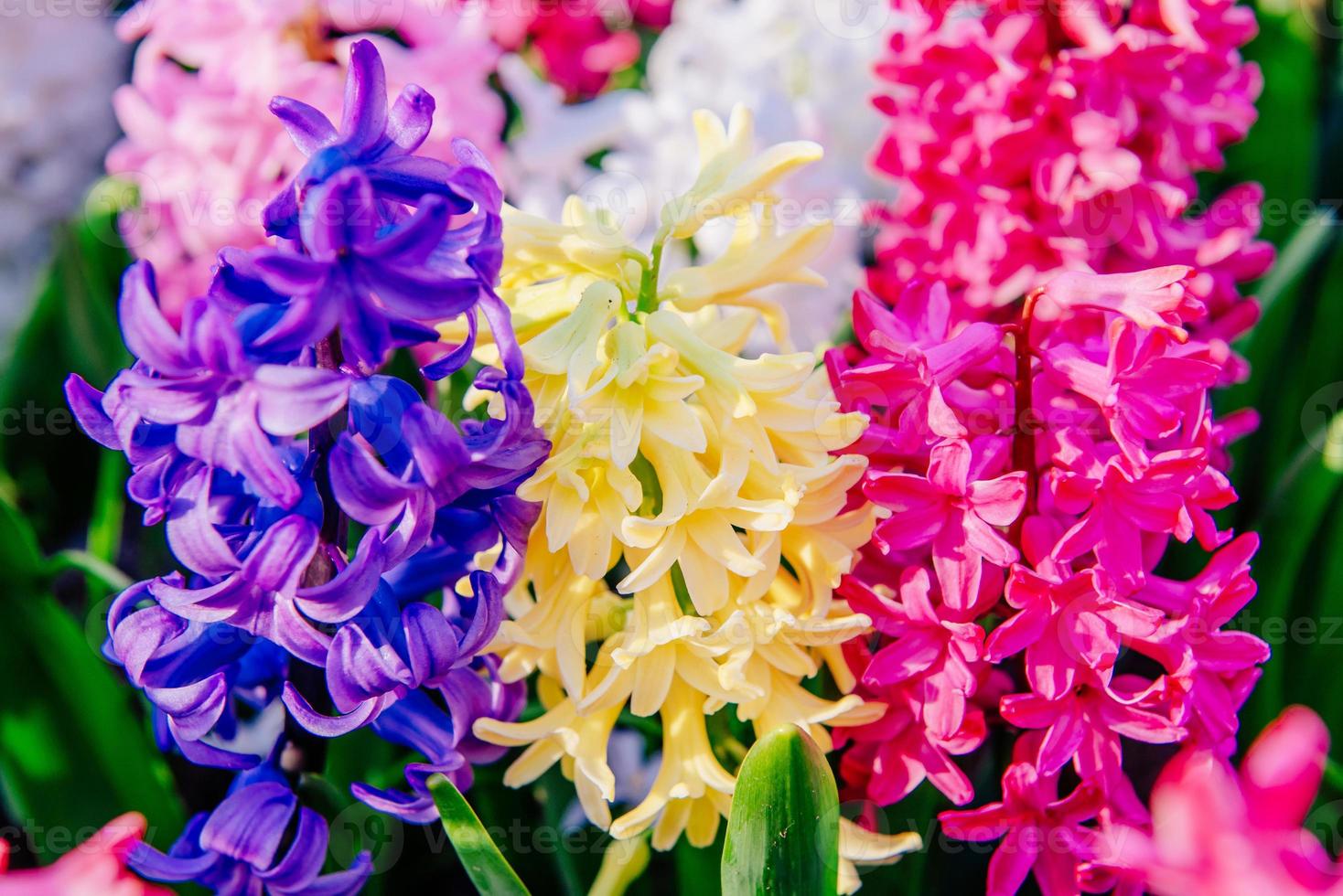 belles jacinthes multicolores. Hollande. parc floral de keukenhof. photo