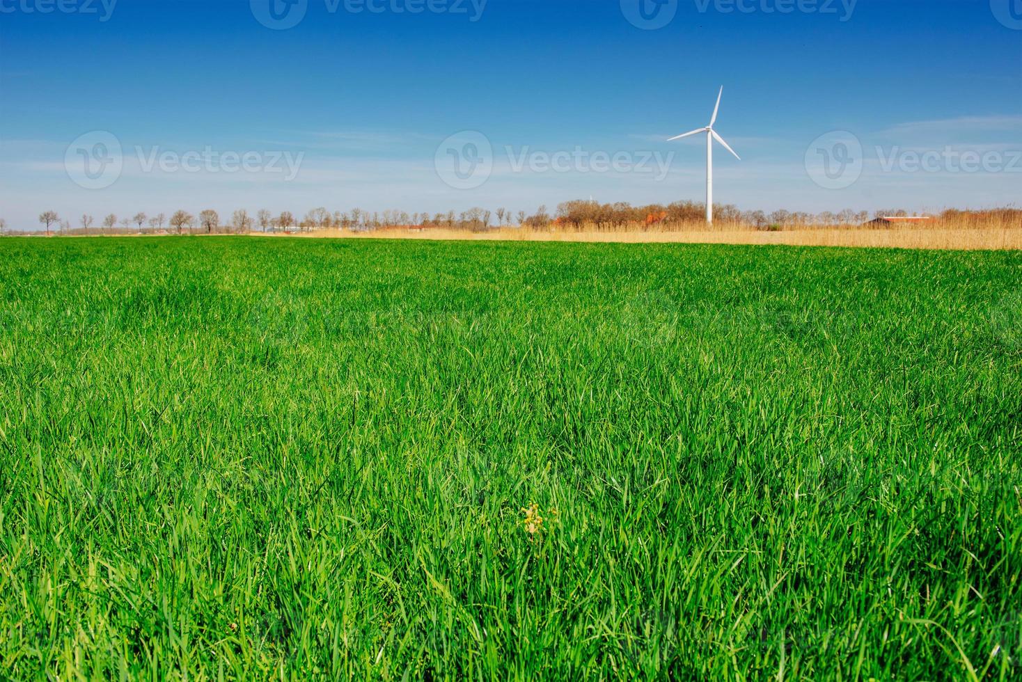 gros plan d'herbe épaisse fraîche photo
