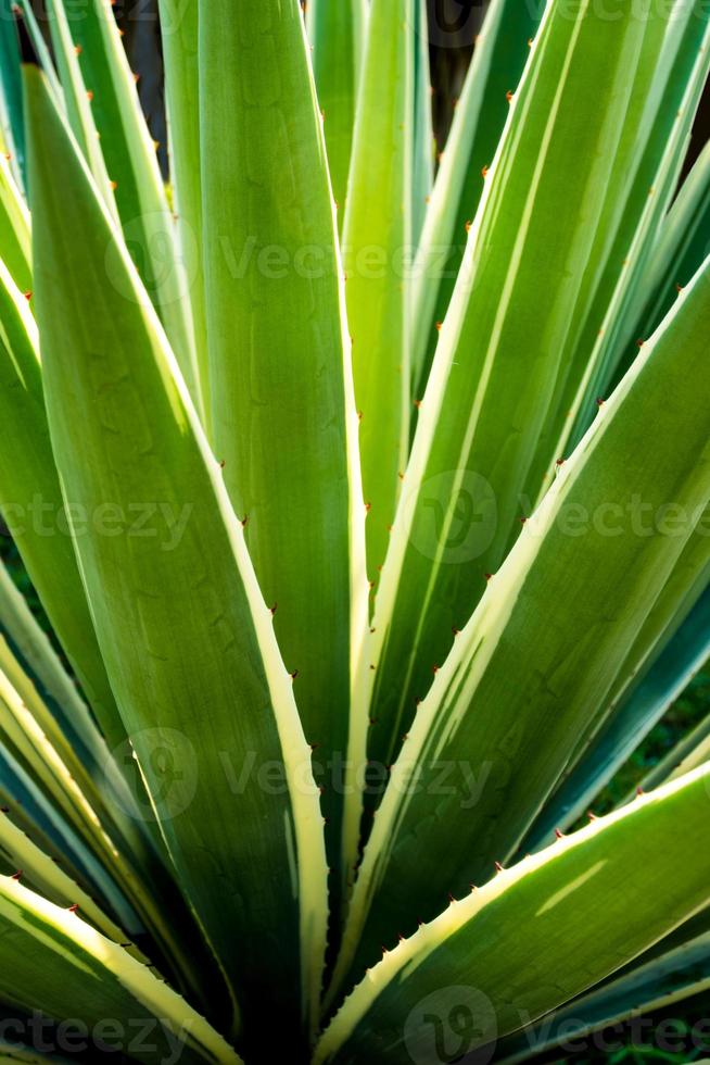 gros plan de plante succulente du siècle, épine et détail sur les feuilles d'agave des caraïbes photo