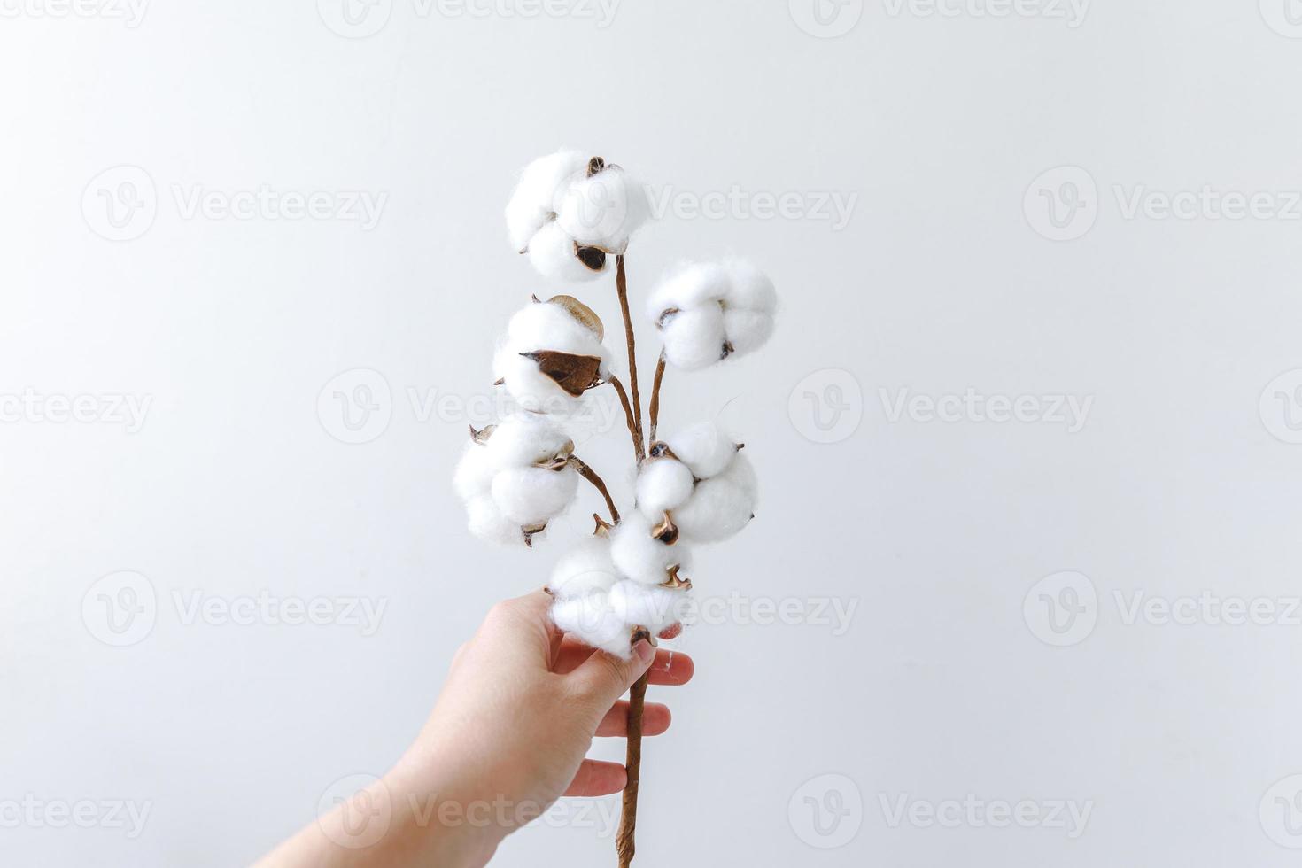 main de femme tenant une fleur de coton blanc séchée isolée sur fond blanc. tissu tissu douceur concept d'allergie de ferme biologique naturelle. photo