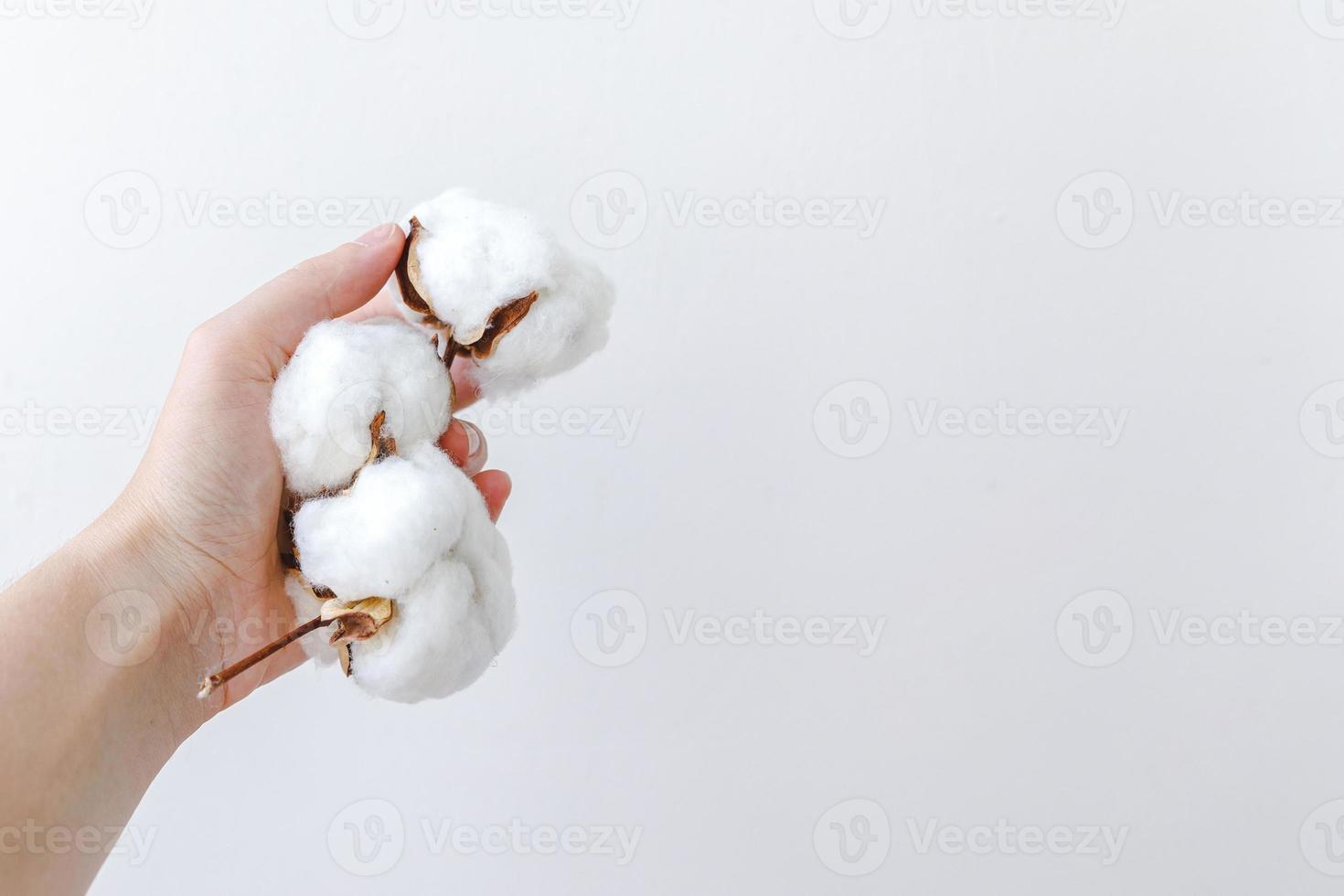 main de femme tenant une fleur de coton blanc séchée isolée sur fond blanc.  tissu tissu douceur concept d'allergie de ferme biologique naturelle.  6204947 Banque de photos