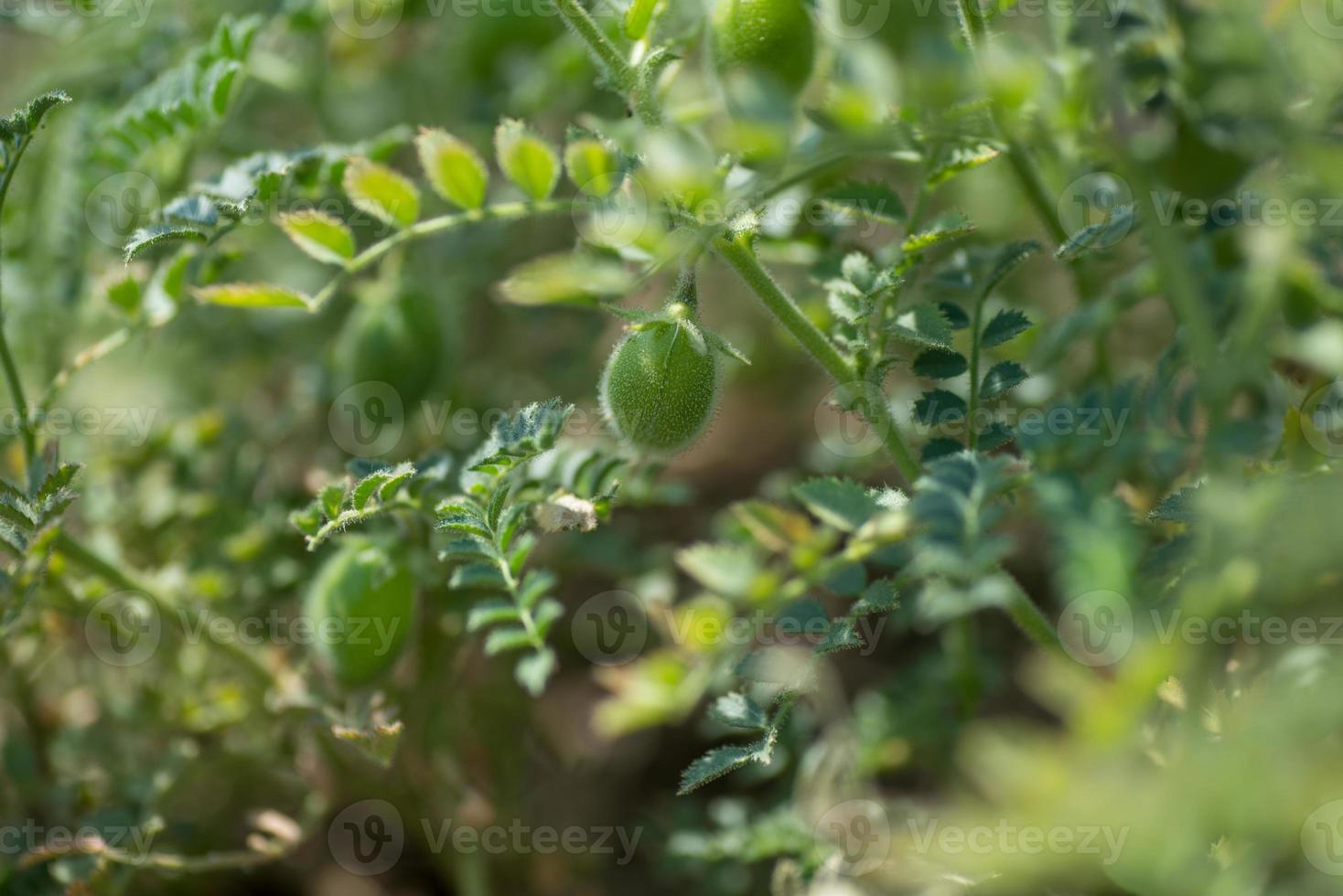gousse de pois chiches avec de jeunes plantes vertes dans le domaine agricole, gros plan. photo