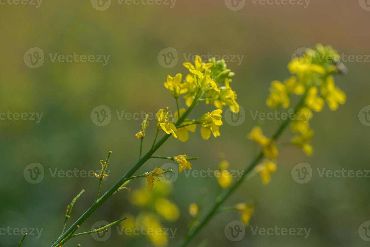 fleurs de moutarde fleurissant sur plante au champ de ferme avec des gousses. fermer. photo