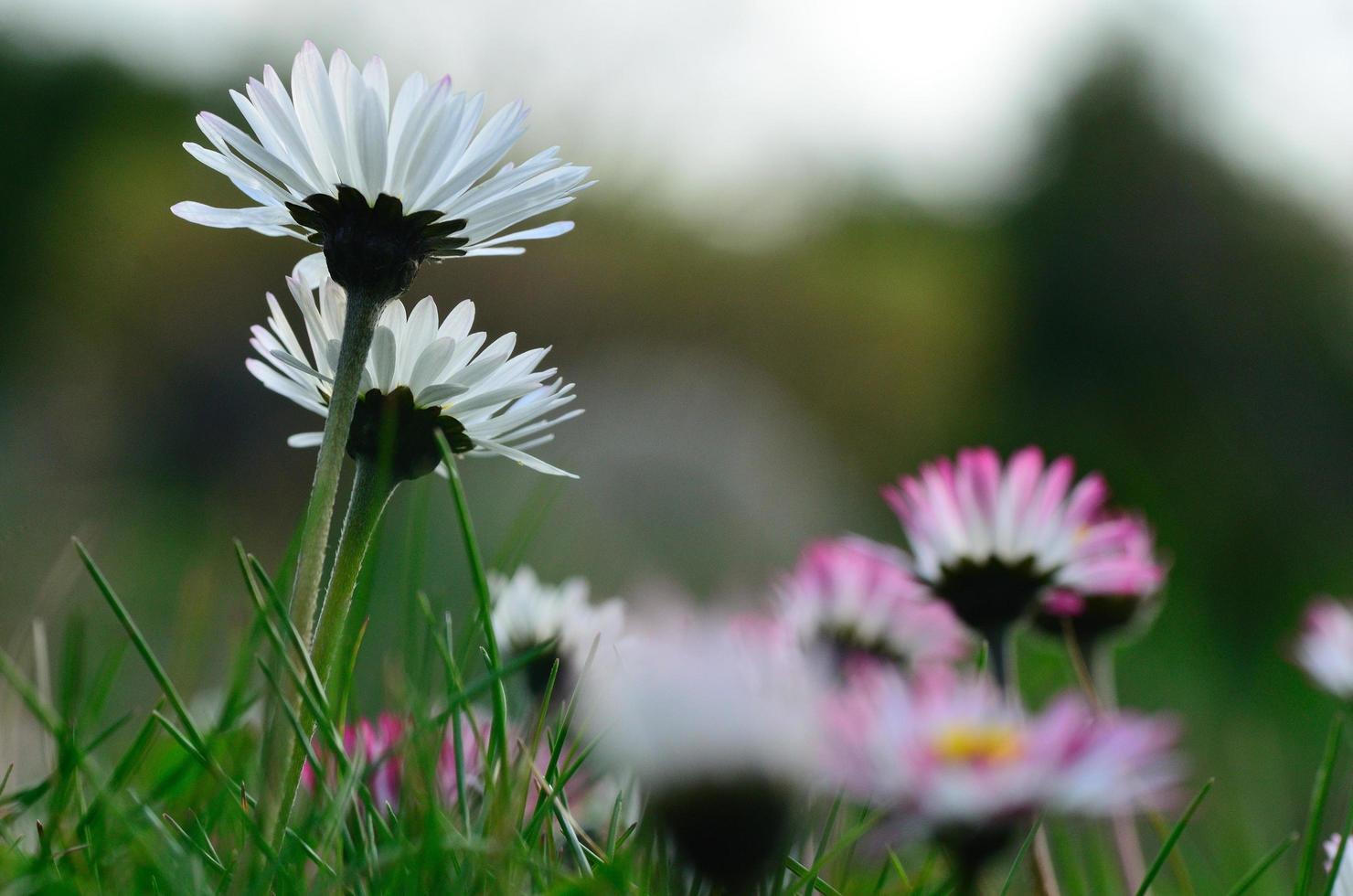 marguerite dans l'herbe photo