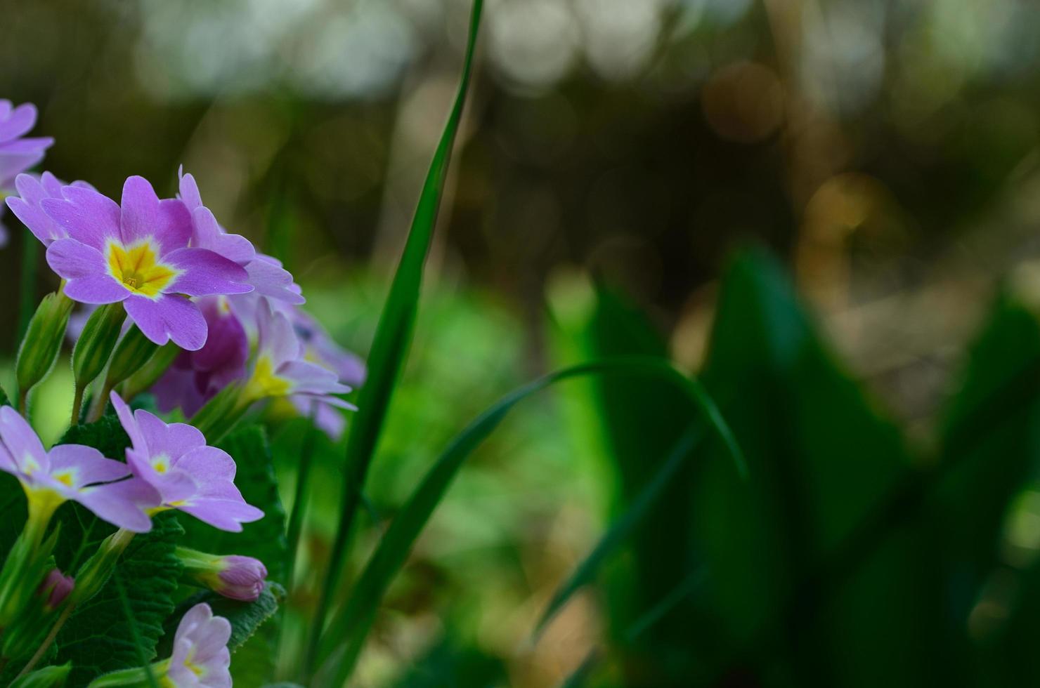 fleurs de printemps en vert photo