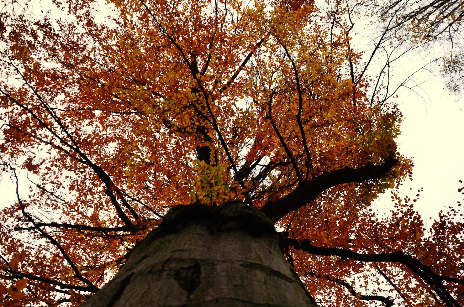 grand arbre en automne photo