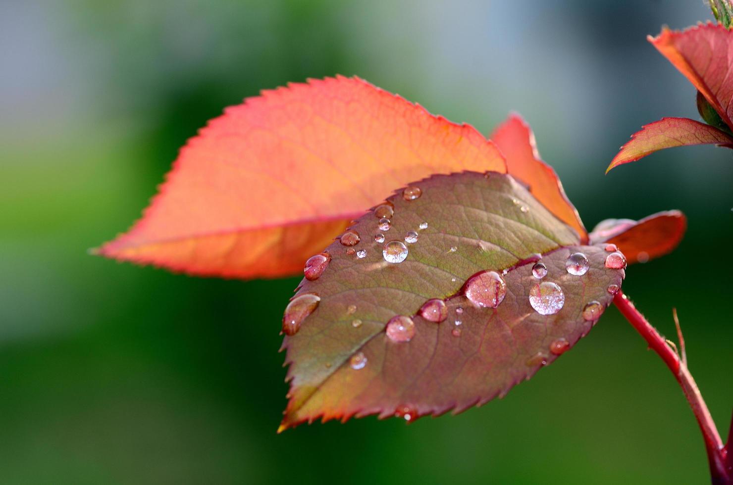 beaucoup de gouttes de pluie sur un pétale de rose photo