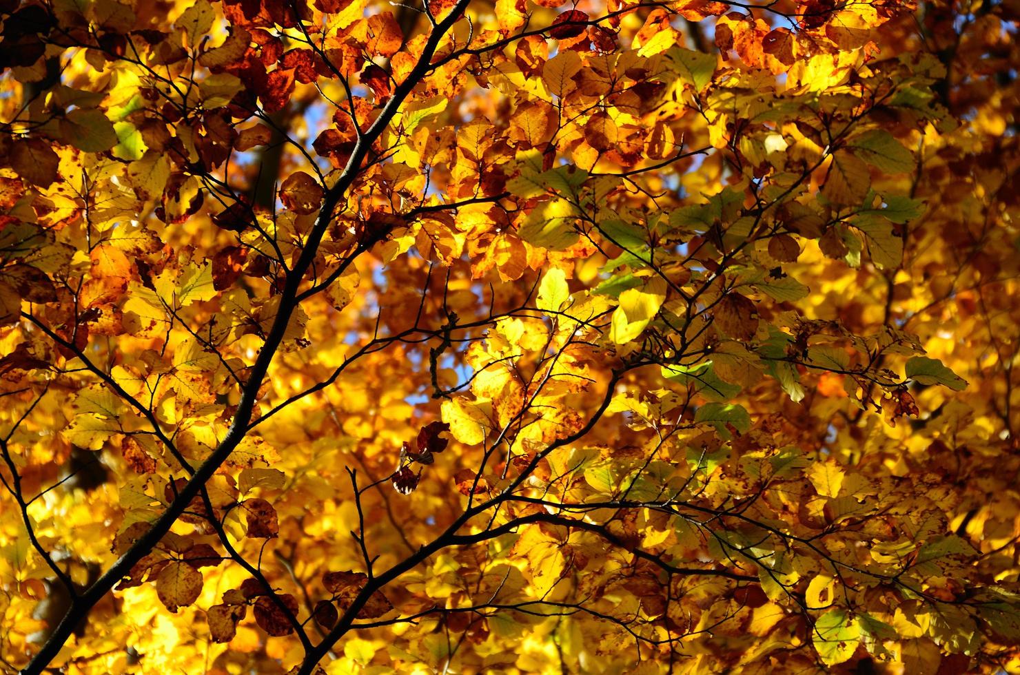 feuilles colorées en automne photo