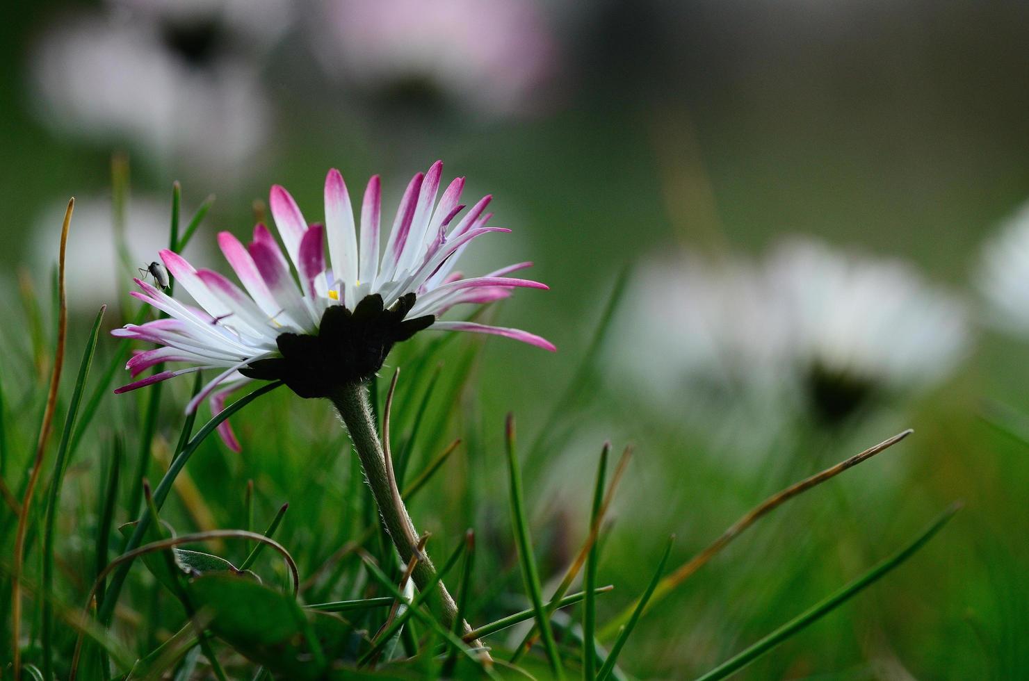 marguerite colorée le printemps photo