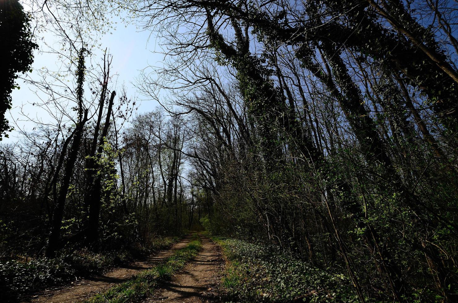 chemin en forêt photo