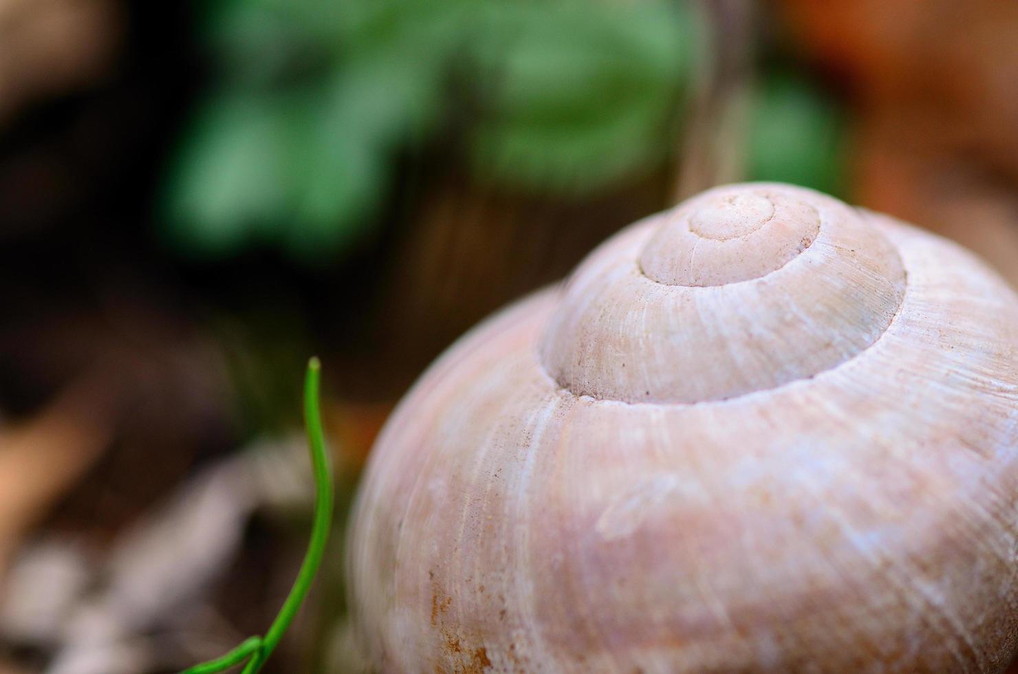 logement d'escargot dans la forêt photo