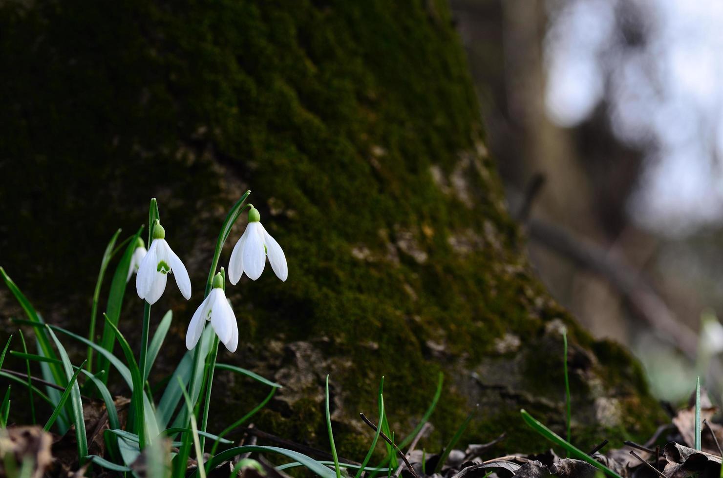 perce-neige à un arbre photo