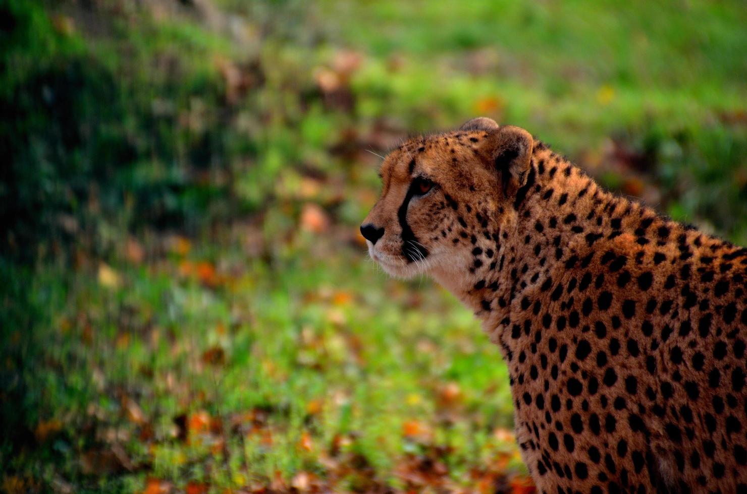 léopard sur fond vert photo