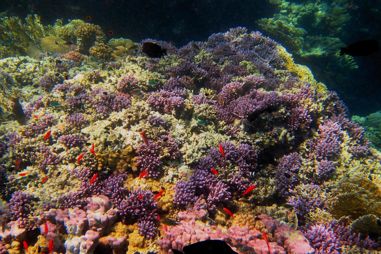 corail coloré en plongée photo