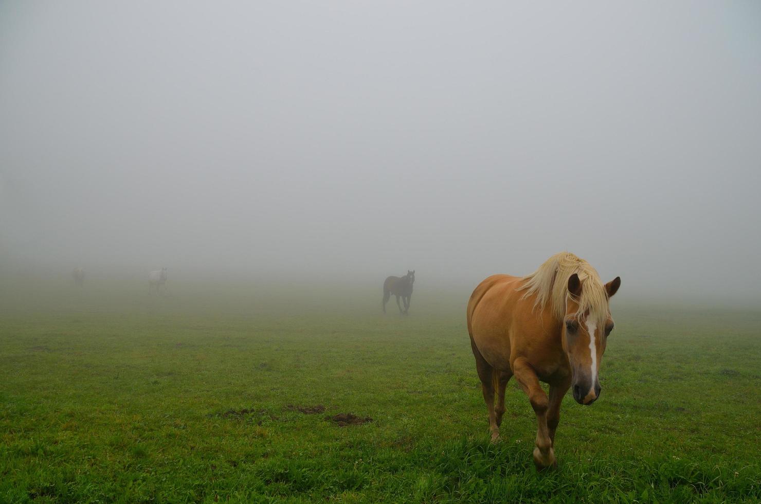 les chevaux apparaissent dans un brouillard photo