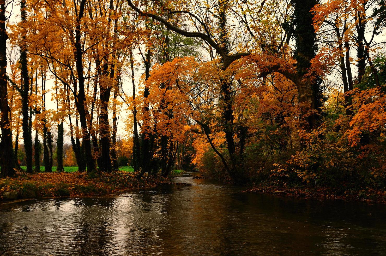 ruisseau et forêt colorée photo