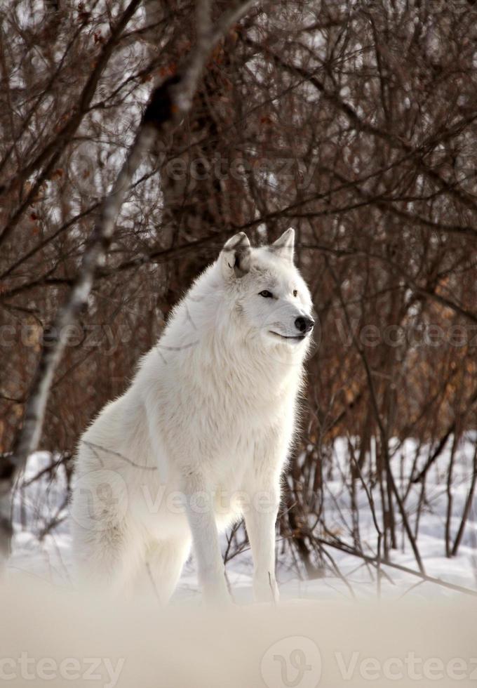 loup arctique en hiver photo