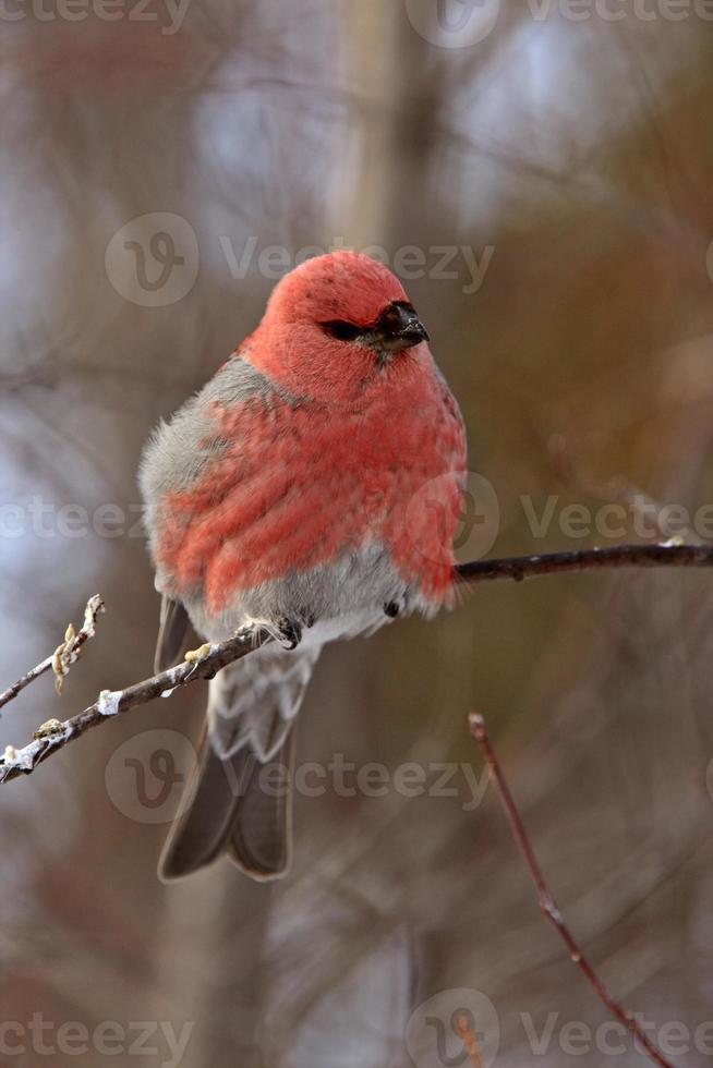 Cardinal des pins en hiver photo