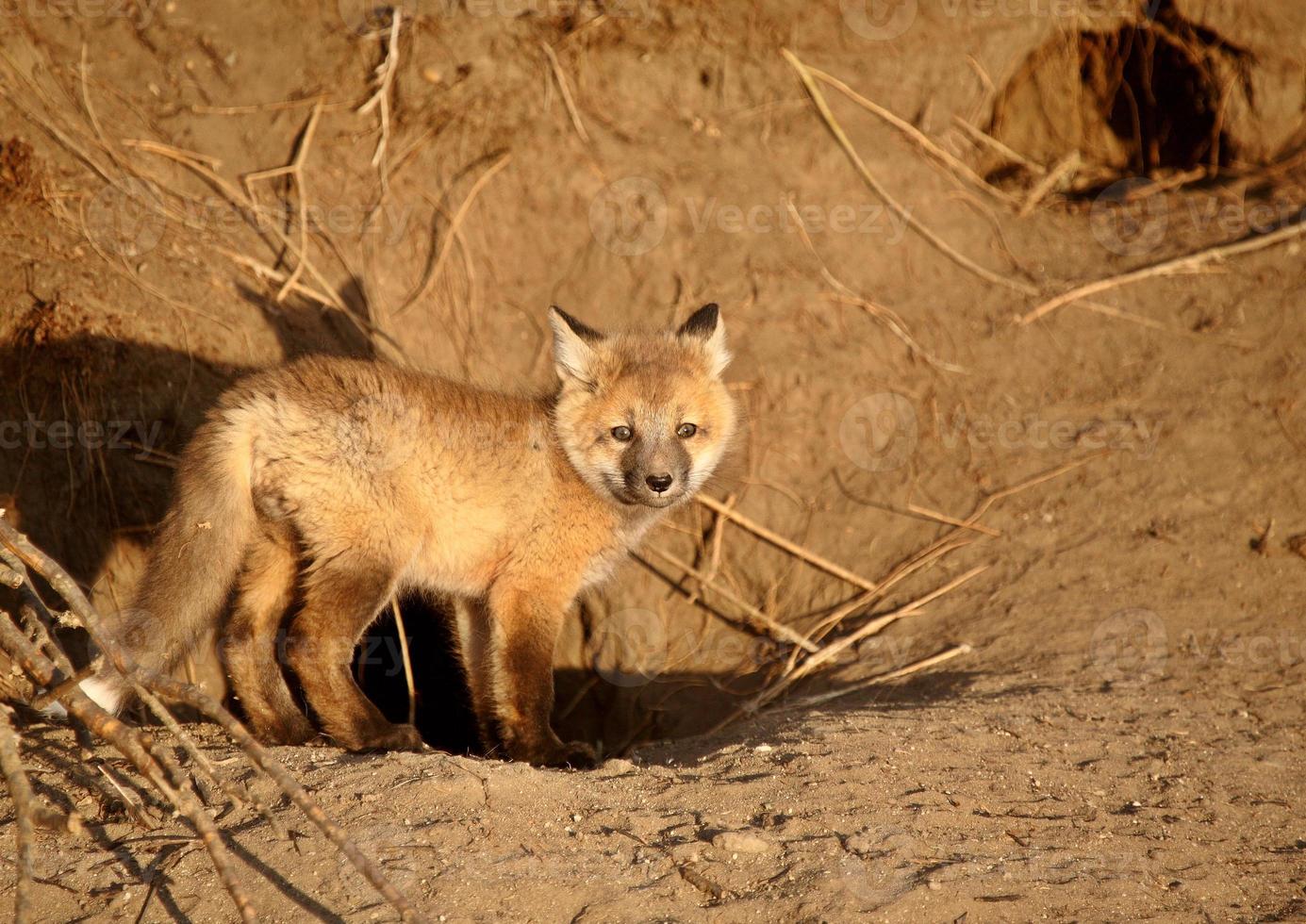 chiot renard roux à la tanière photo