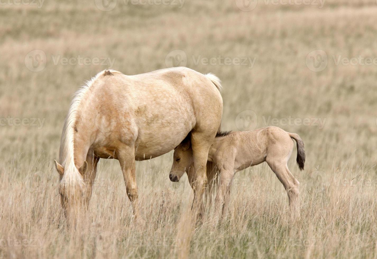 Cheval et poulain dans les pâturages saskatchewan canada photo