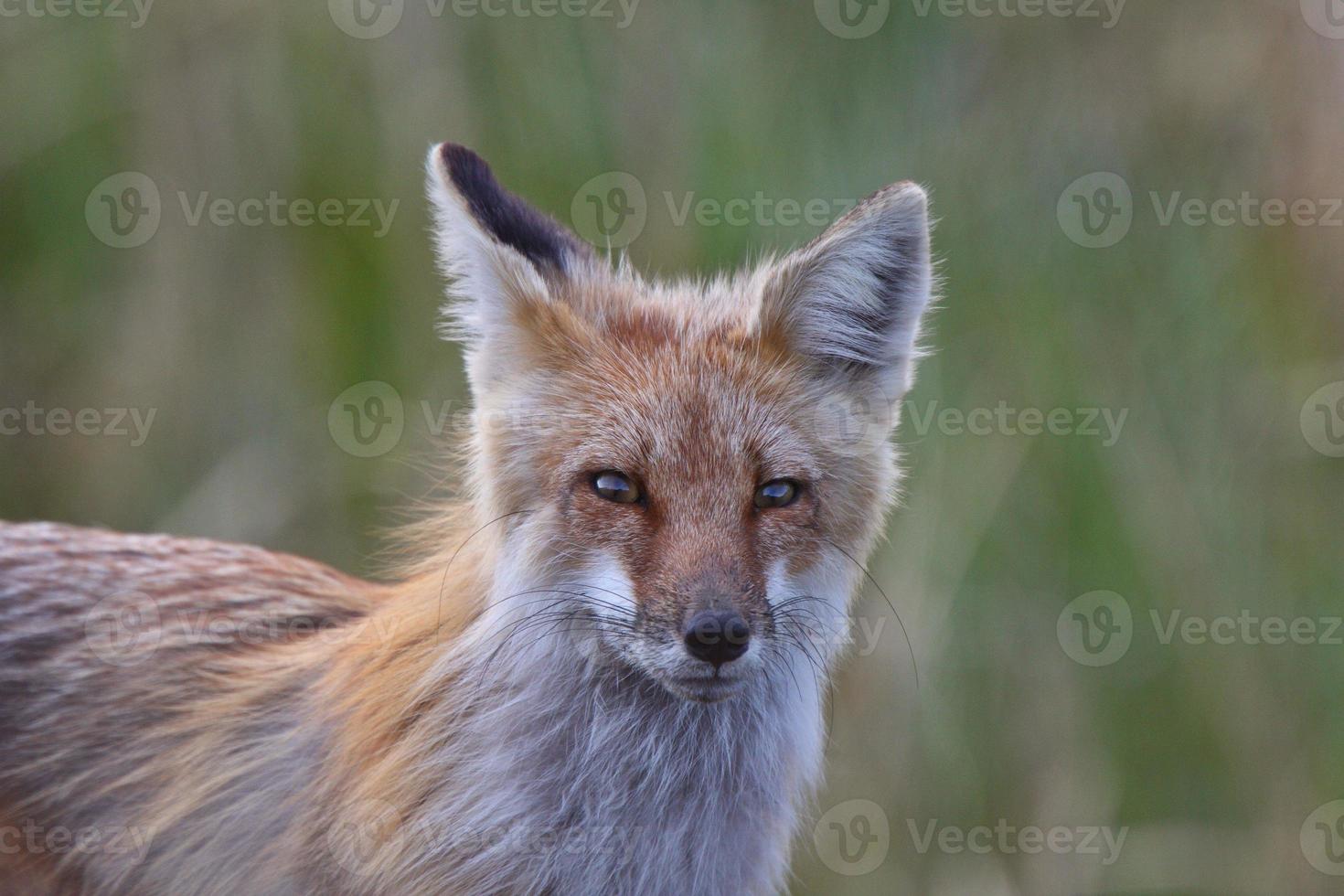 Renard roux adulte sur l'île Hecla au Manitoba photo