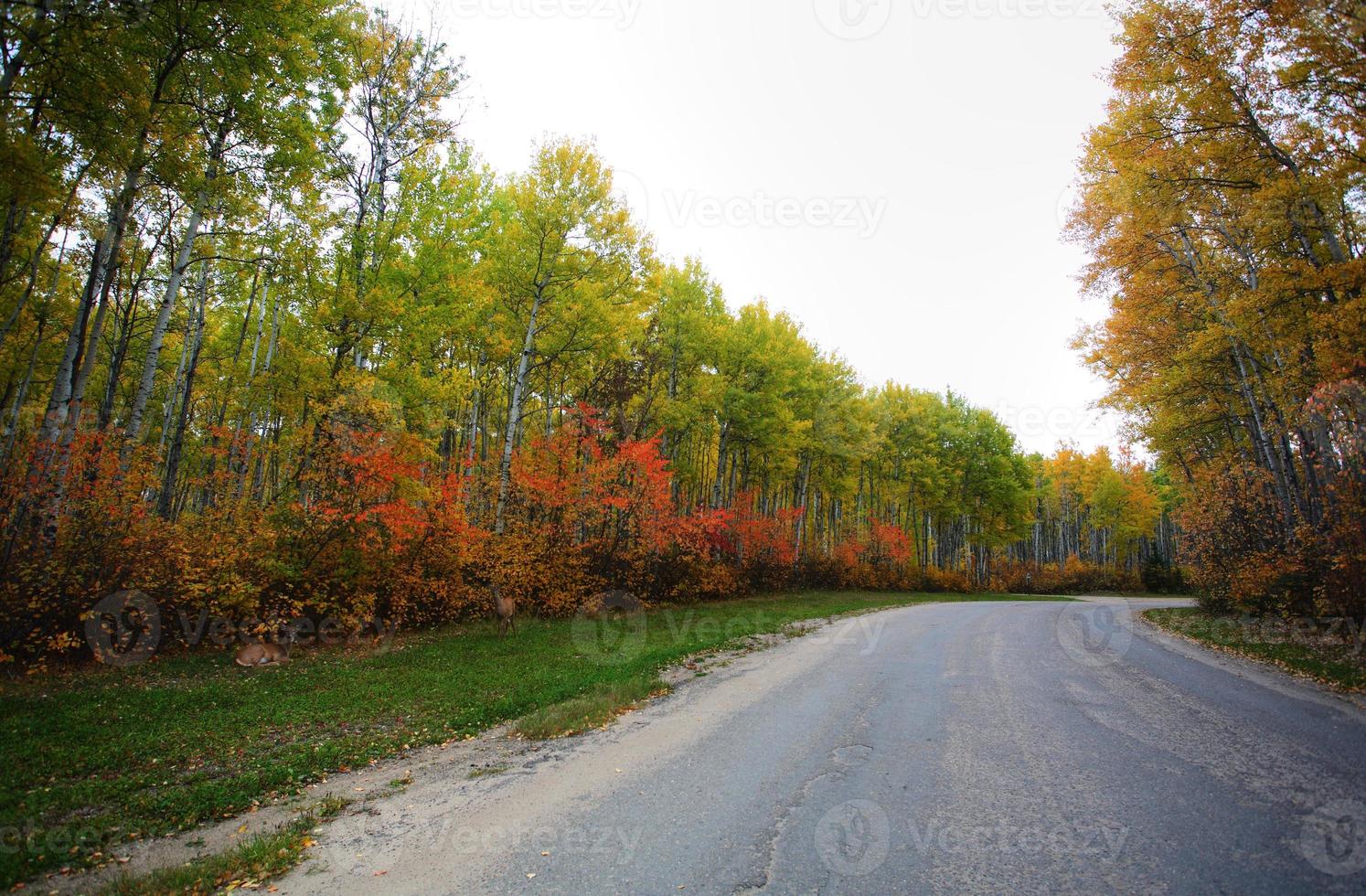 Le cerf le long de la route dans le parc du lac Meadow Saskatchewan photo