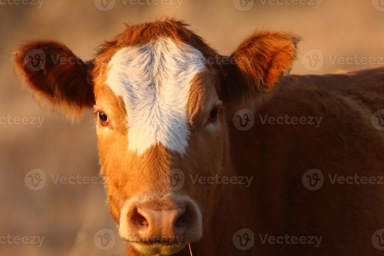 vache dans les pâturages de la saskatchewan photo