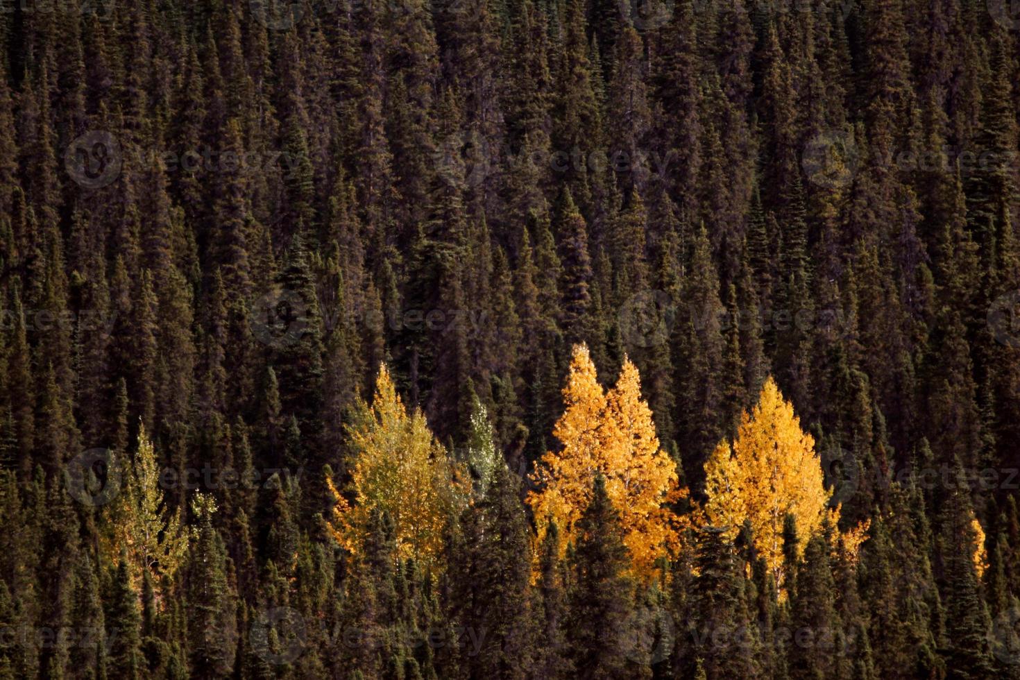 Les trembles aux couleurs de l'automne parmi les pins tordus photo