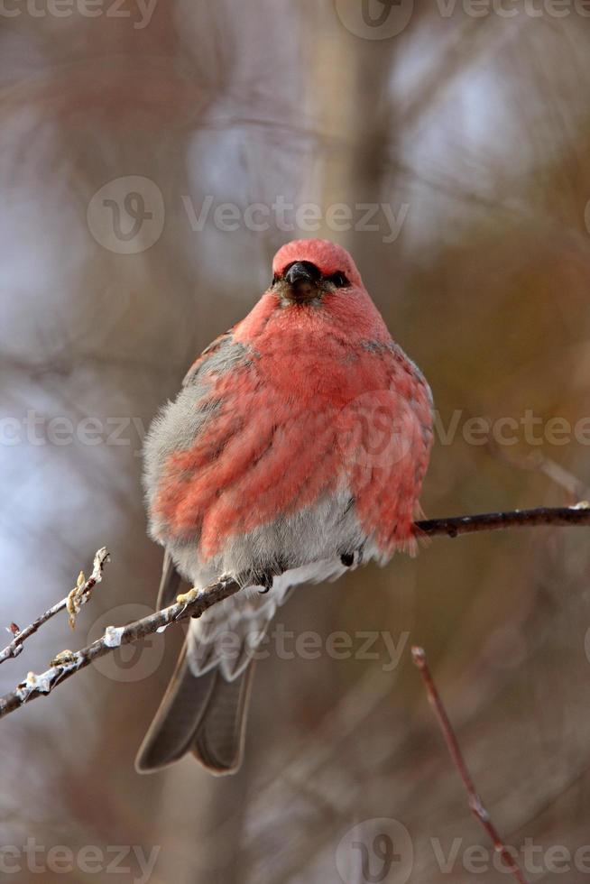 Cardinal des pins en hiver photo