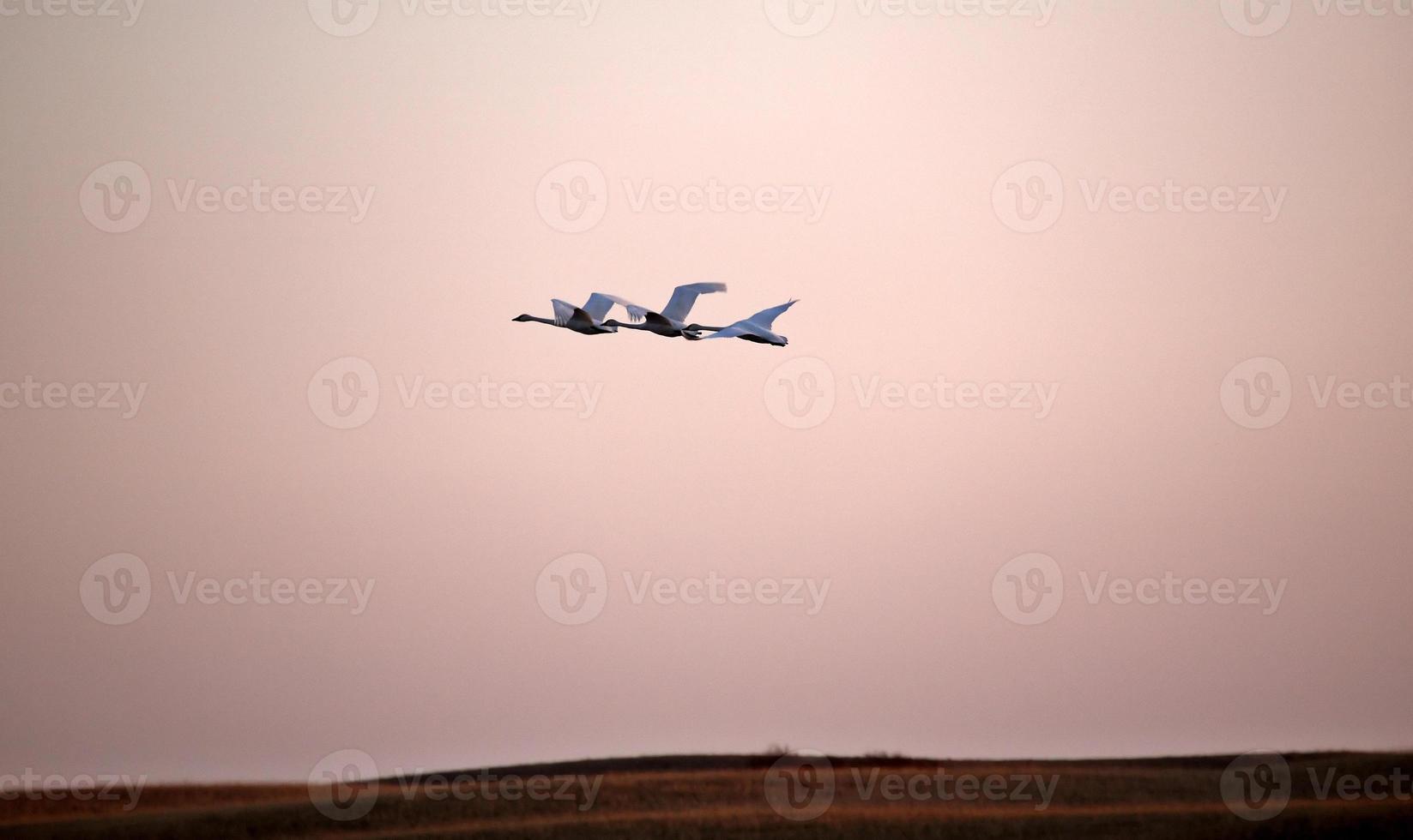 cygnes toundra en vol près du coucher du soleil photo