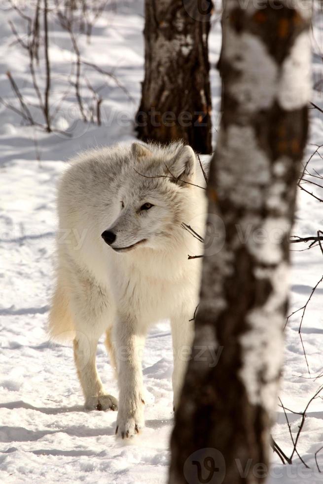 loup arctique en hiver photo