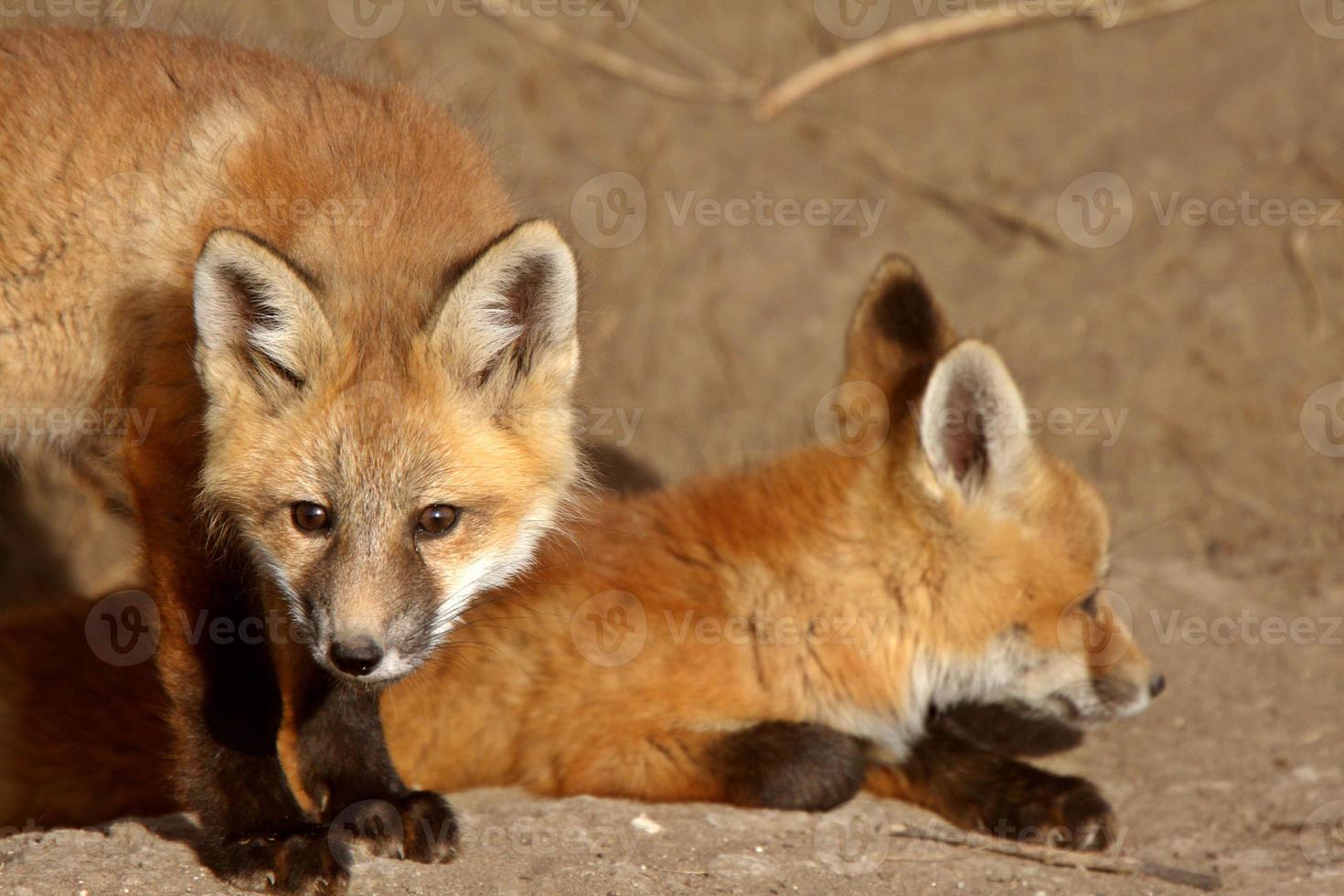 chiots de renard roux à l'extérieur de leur tanière photo