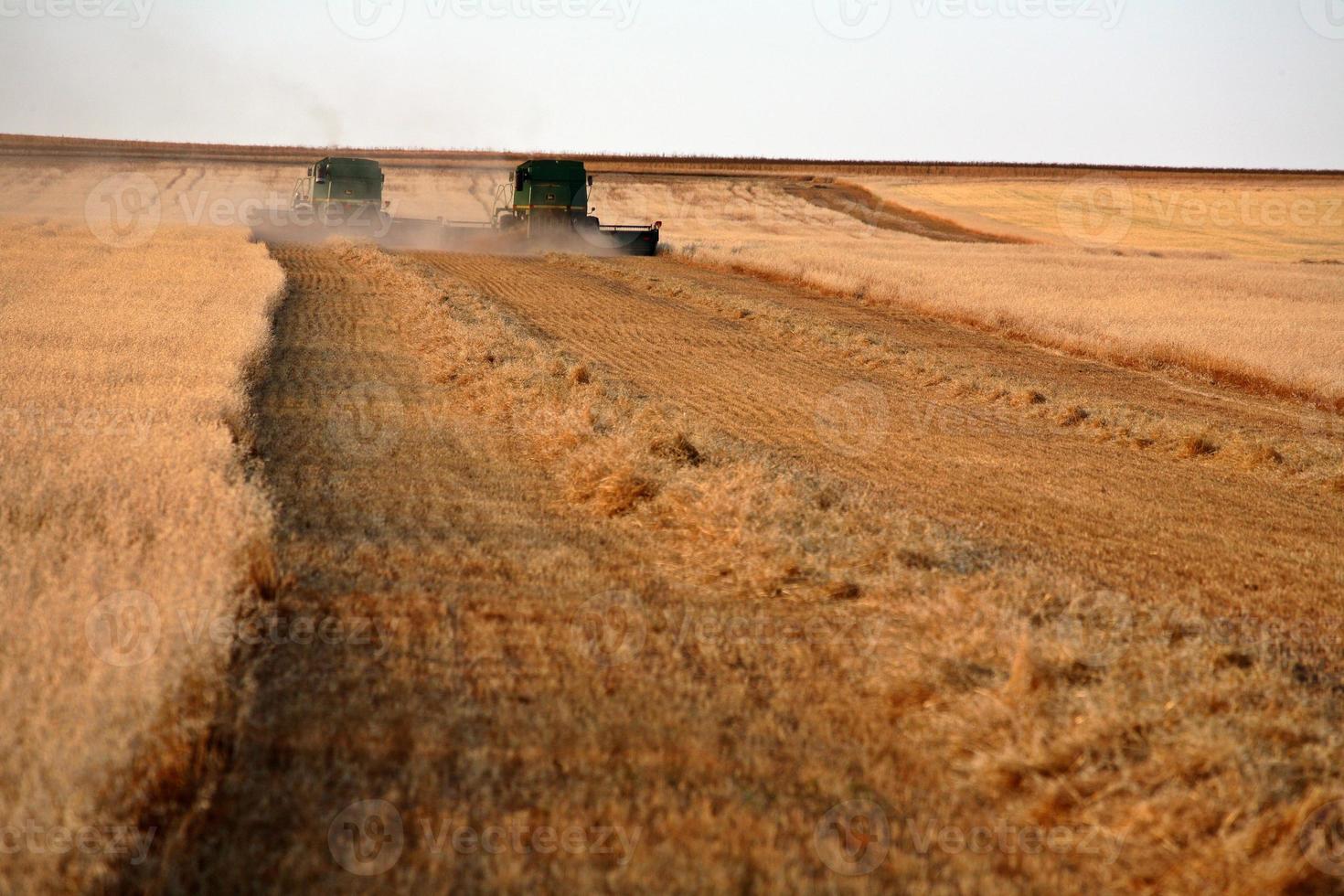 combine la récolte d'une récolte céréalière de la saskatchewan photo