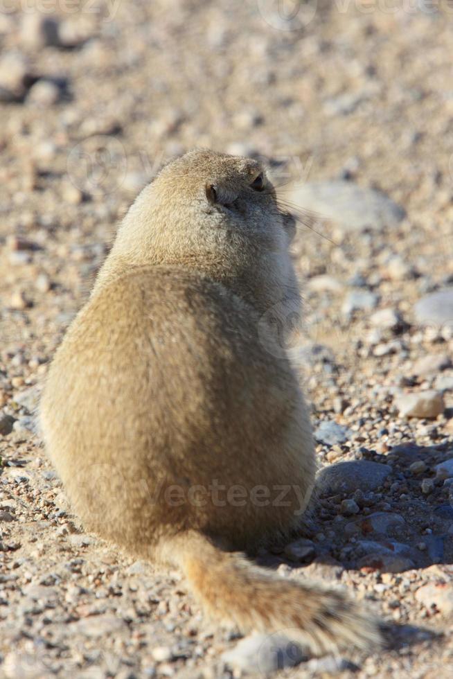 chien de prairie canada photo