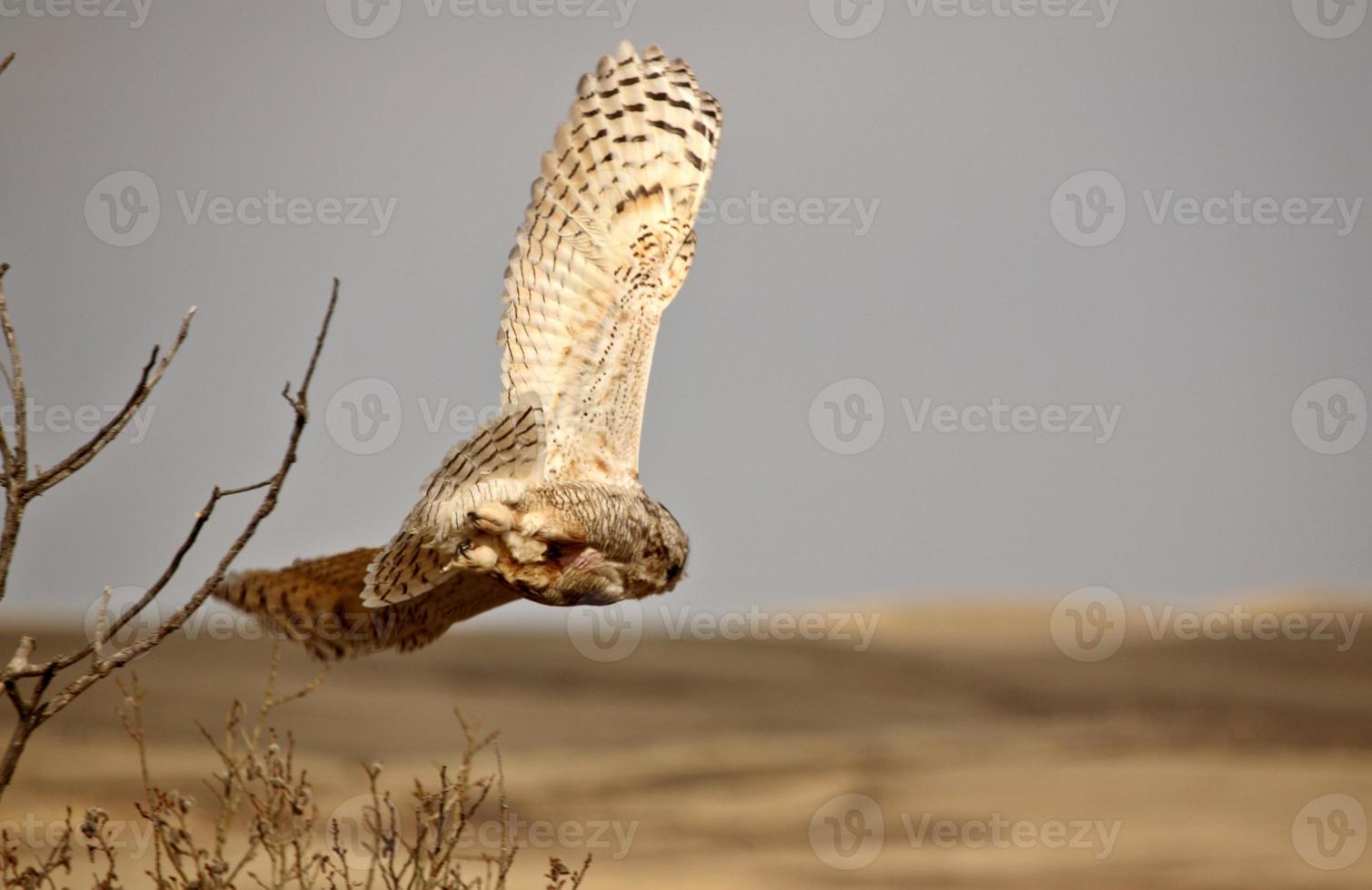 hibou à cornes en vol photo