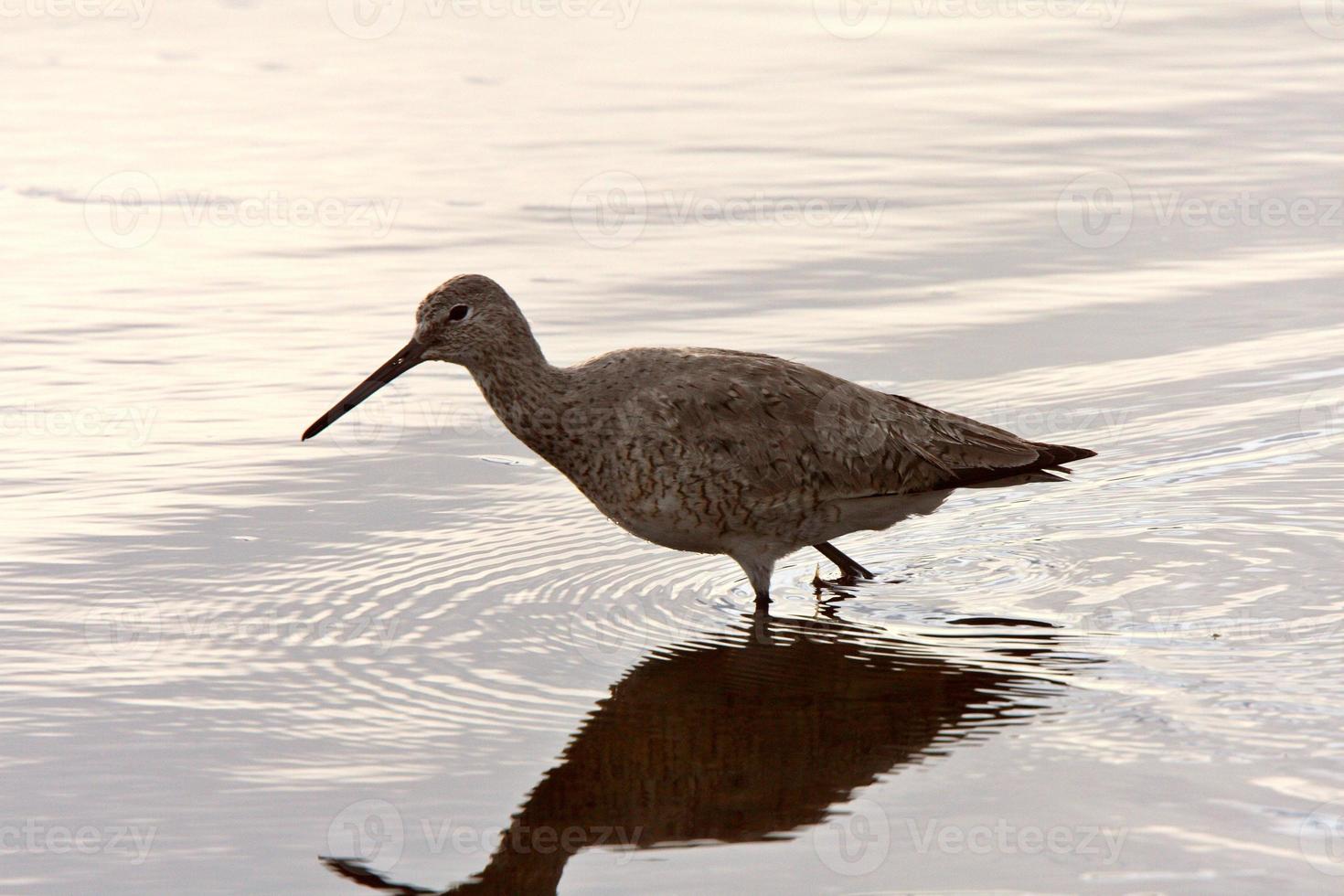 Willet dans l'étang en bordure de route photo