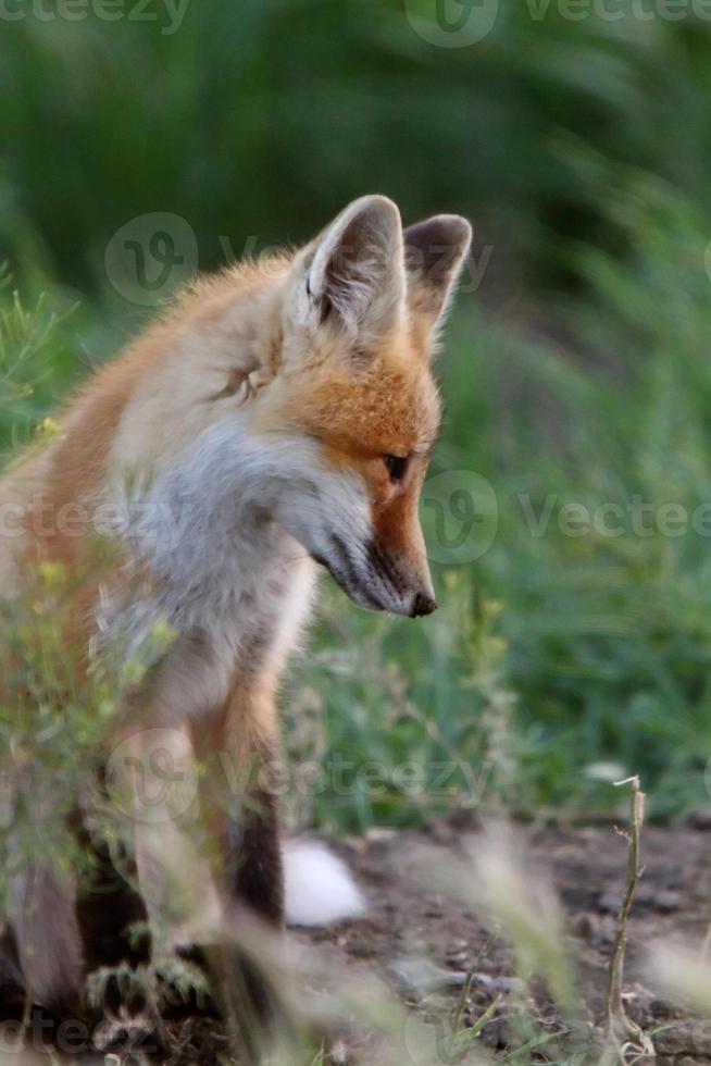 chiot renard roux en dehors de sa tanière photo